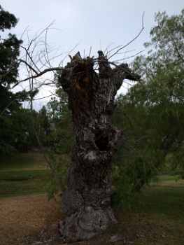 Gnarled  Gnarled