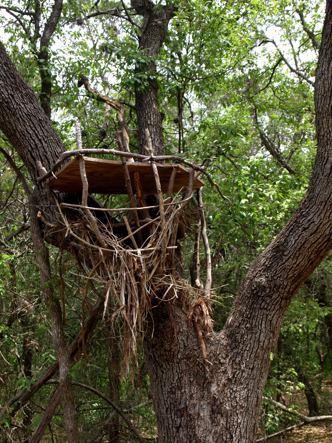 Treehouse